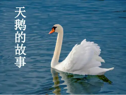 (赛课课件)四年级下册语文《天鹅的故事》(共30张PPT)