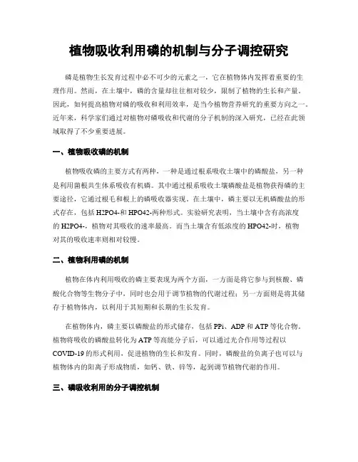 植物吸收利用磷的机制与分子调控研究