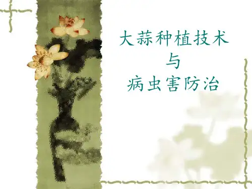 大蒜种植技术及病虫害防治 ppt课件