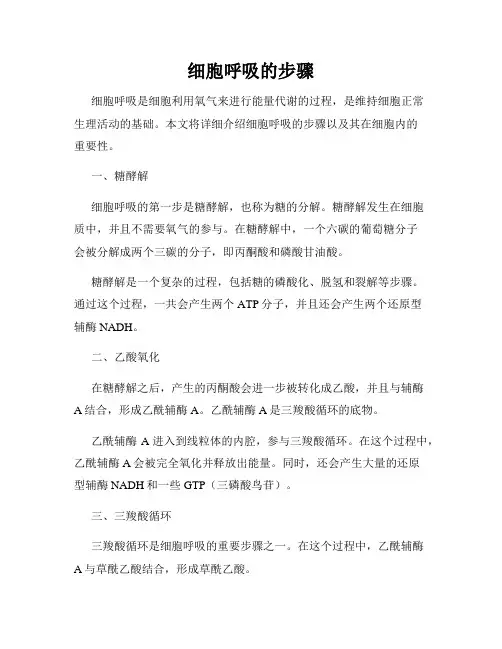 细胞呼吸的步骤