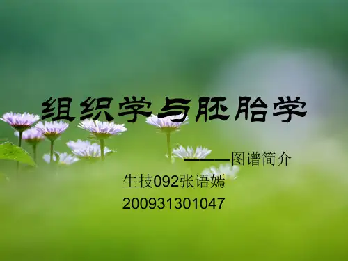 组织学与胚胎学图片集ppt课件