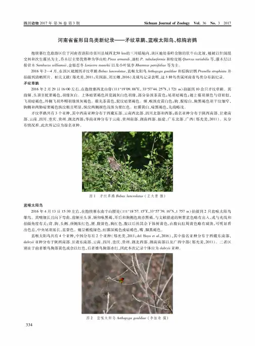 河南省雀形目鸟类新纪录——矛纹草鹛、蓝喉太阳鸟、棕胸岩鹨