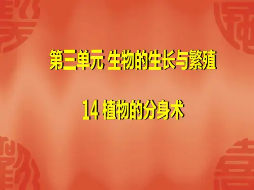 青岛版五年级科学下册14植物的分身术最新课件