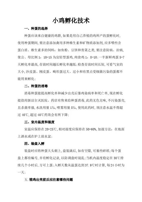 小鸡孵化技术