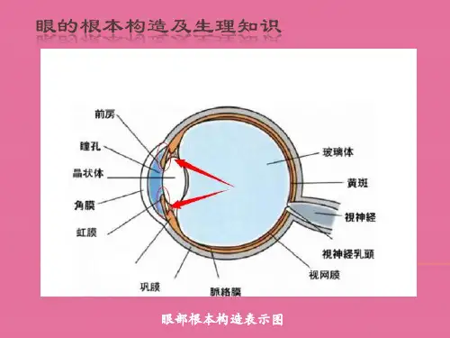 眼部基础知识培训ppt课件
