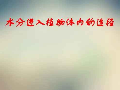 第一节 水分进入植物体内的途径课件4