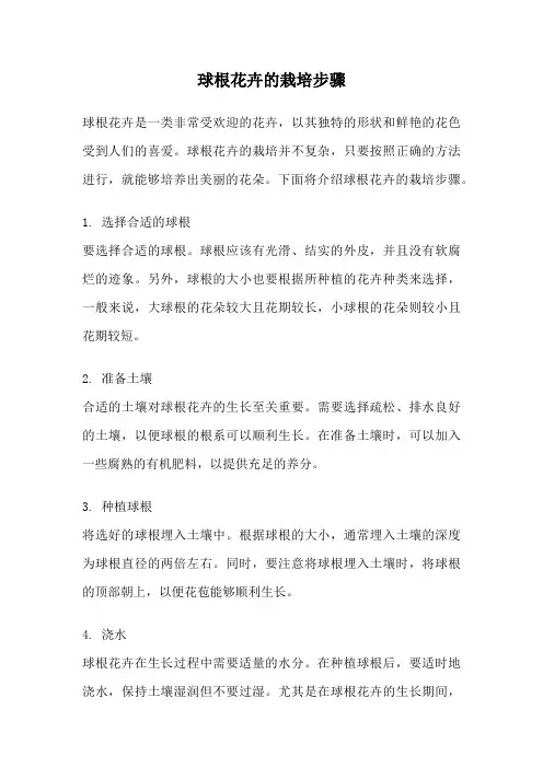 球根花卉的栽培步骤