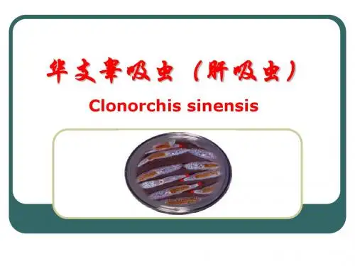 第二节华支睾吸虫