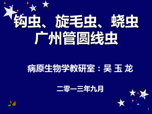 钩虫旋毛虫蛲虫ppt课件
