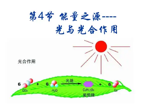 绿叶中色素的提取和分离