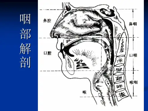上海五官科医院耳鼻喉科教案-咽
