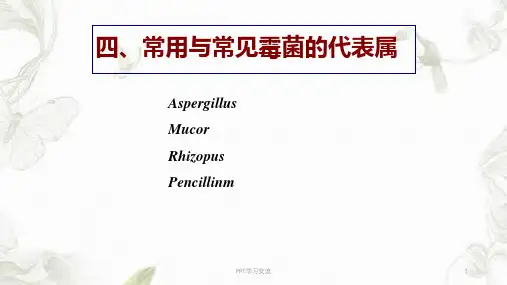常见霉菌图片ppt课件