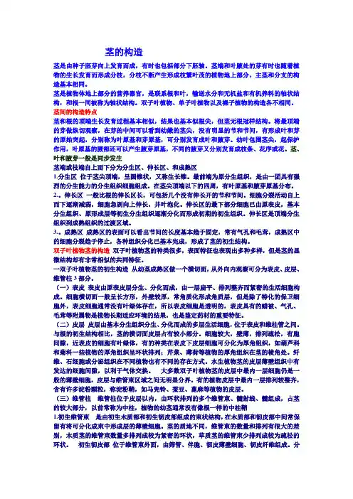茎的构造1