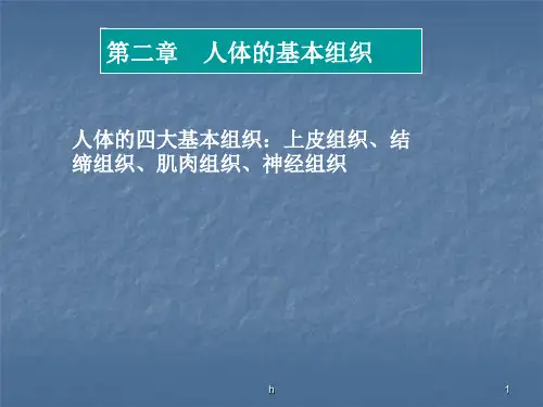 人体的基本组织(PPT X页)