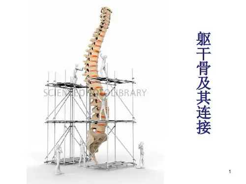 躯干骨及其连接