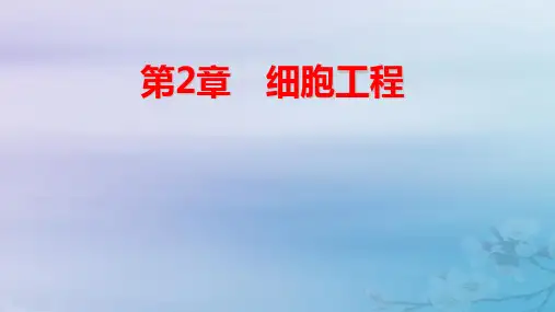 新教材高中生物第2章植物细胞工程第1课时植物细胞工程的基本技术pptx课件新人教版选择性必修3