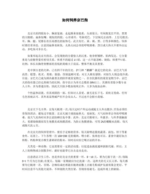 如何饲养京巴狗