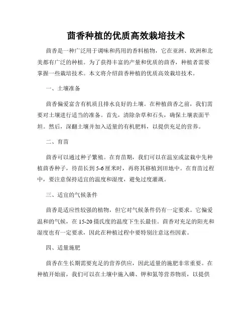 茴香种植的优质高效栽培技术