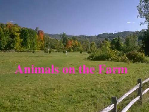 Animals on the Farm 