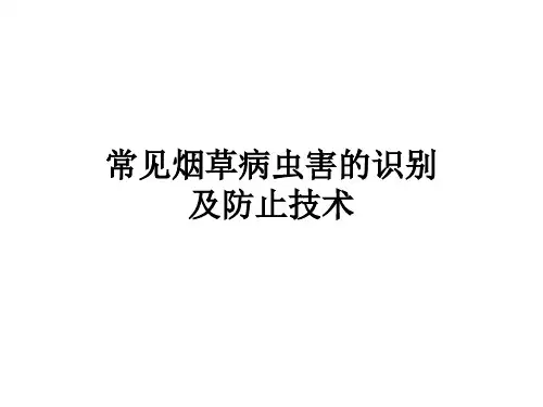 烟草1病虫害及防治