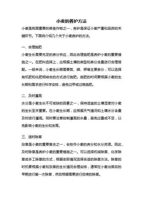 小麦的养护方法