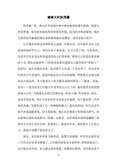 湖南大叶扶芳藤