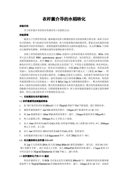 农杆菌介导的水稻转化