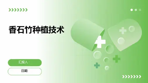 香石竹种植技术