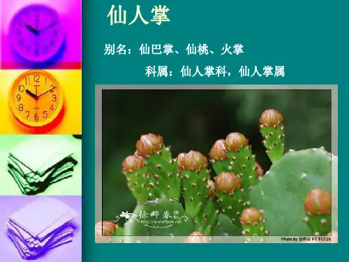 《仙人掌和多浆植物》幻灯片课件