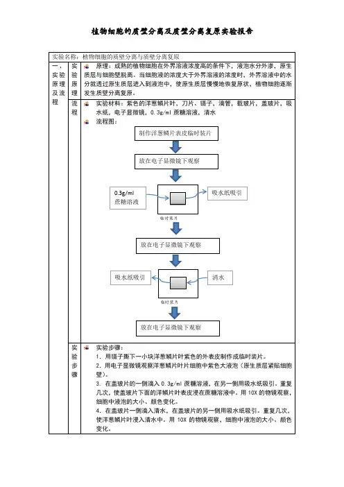 质壁分离实验报告