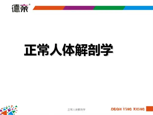 正常人体解剖学课件