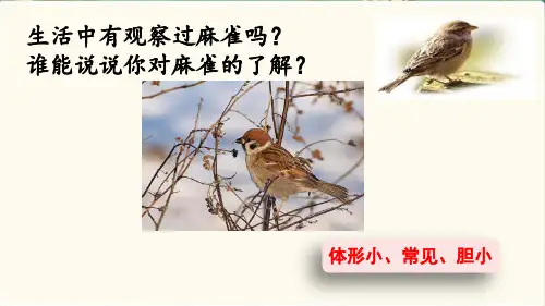部编版四年级语文上册  16 麻雀精美课件PPT