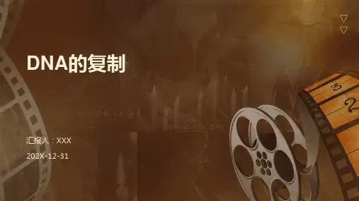 dna的复制ppt课件