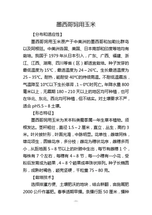 墨西哥饲用玉米
