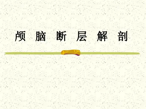 医学影像-颅脑断层解剖