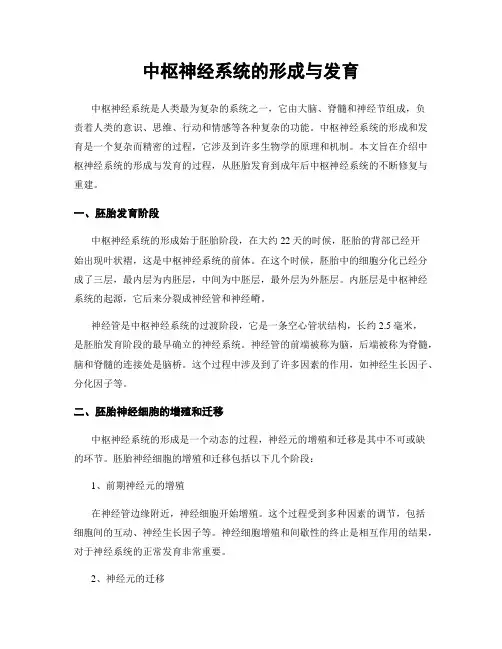 中枢神经系统的形成与发育