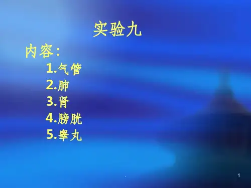 各器官组织切片