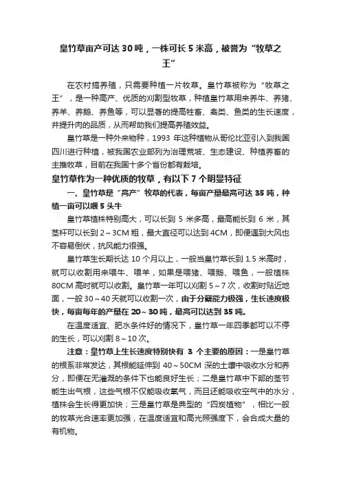 皇竹草亩产可达30吨，一株可长5米高，被誉为“牧草之王”