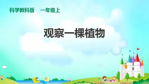 《观察一棵植物》科学教学PPT课件(5篇)