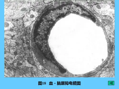 组织学07神经组织课件