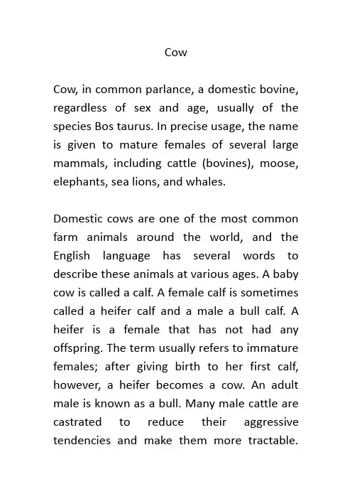 介绍一种动物 牛 Cow 英语作文