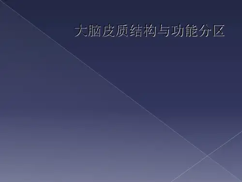 大脑皮质结构与功能分区