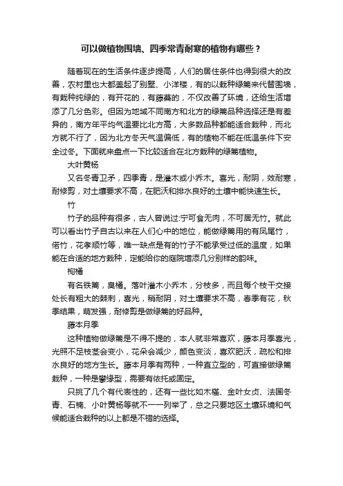 可以做植物围墙、四季常青耐寒的植物有哪些？