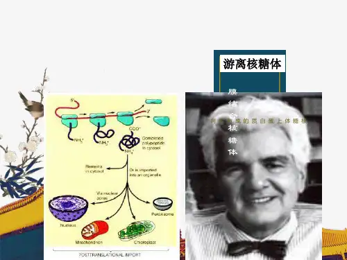 细胞内蛋白质的分选和运输-细胞生物学-课件1-10