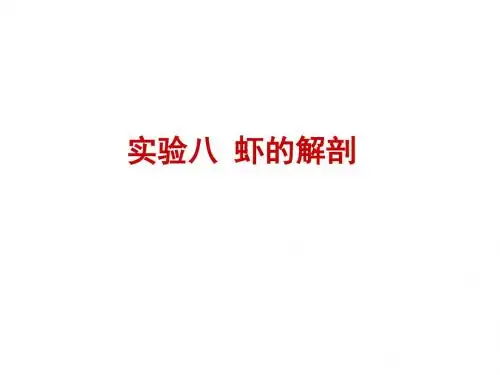 实验7虾的解剖