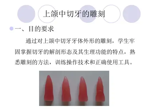 上颌中切牙的雕刻