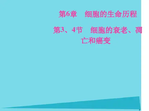 高中生物第34节细胞的衰老凋亡和癌变课件新人教版必修一
