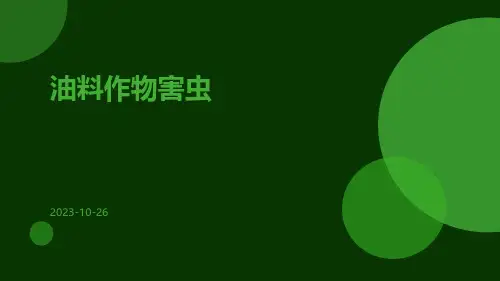 油料作物害虫