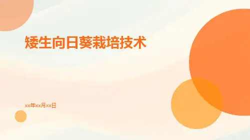 矮生向日葵栽培技术