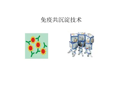 免疫共沉淀技术原理和操作流程